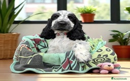 Cocker Spaniel Inglés perros en venta: Cariñosos y juguetones cocker inglés  - Imagen 1