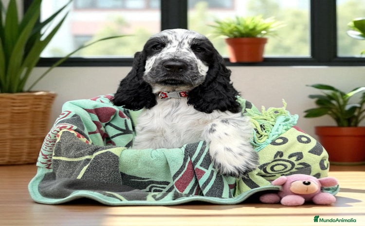 Cocker Spaniel Inglés perros - Propaganda 1