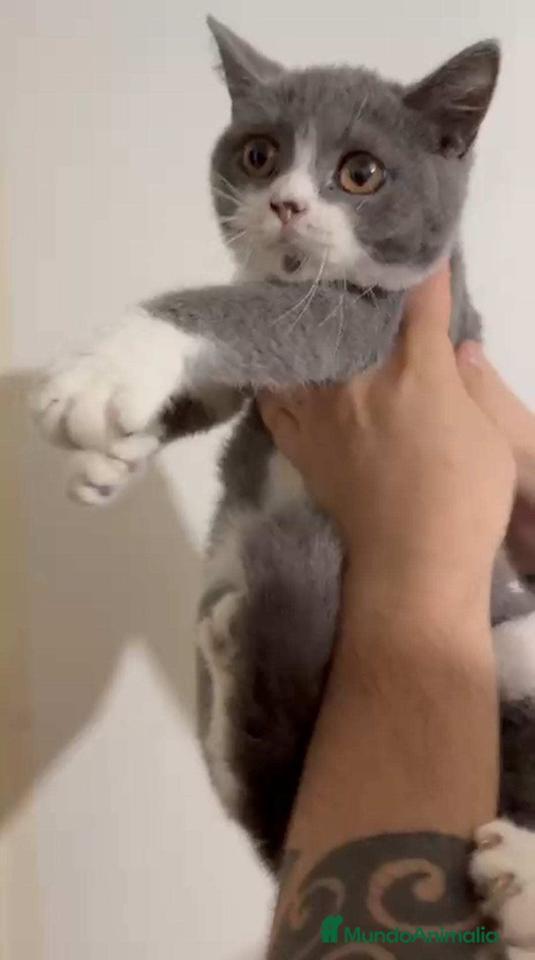 Británico de Pelo Corto gatos en venta: British Shorthair - Imagen 3