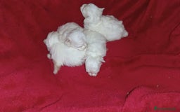 Bichón Maltés perros en venta: PRECIOSAS HEMBRITAS DE BICHÓN MALTÉS  - Imagen 5