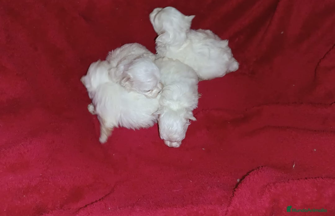 Bichón Maltés perros en venta: PRECIOSAS HEMBRITAS DE BICHÓN MALTÉS  - Imagen 5