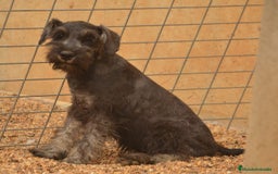 Schnauzer Miniatura perros en venta: Schnauzer miniatura  - Imagen 4