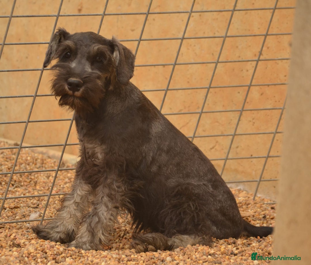 Schnauzer Miniatura perros en venta: Schnauzer miniatura  - Imagen 4
