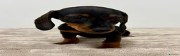 Teckel Miniatura perros en venta: Teckel miniatura - Anuncio 12