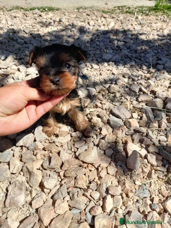 Yorkshire Terrier perros en Badajoz - Anuncio 20
