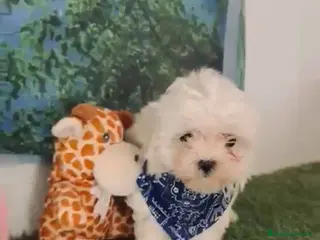 Bichón Maltés perros Bichón maltes mini - Anuncio 1
