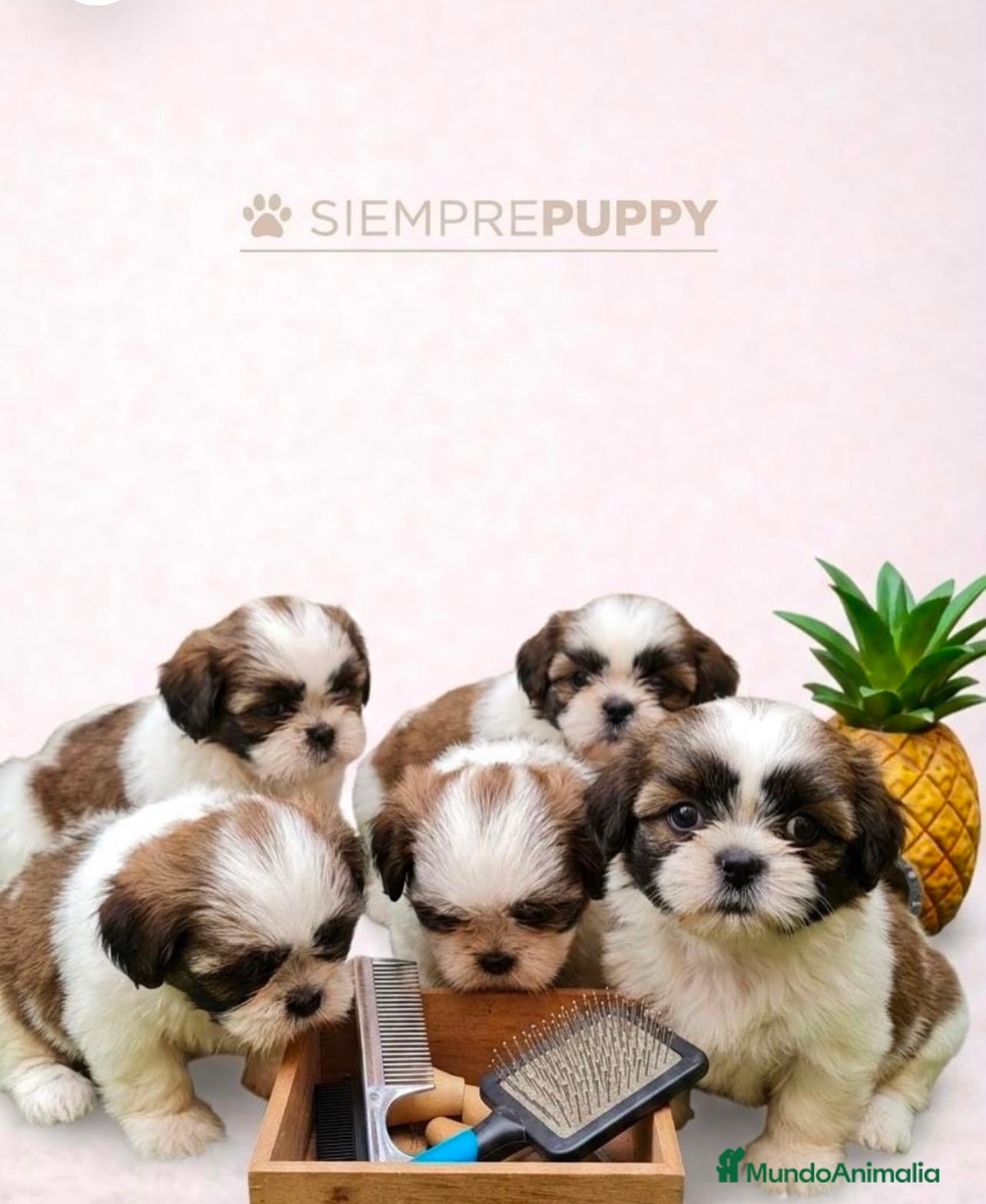Shih Tzu perros SHIH TZU MINI TOY  - Anuncio 1