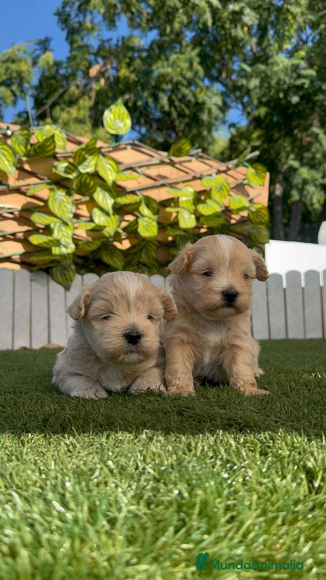 Maltipoo perros en venta: MALTIPOO MACHOS - Imagen 22