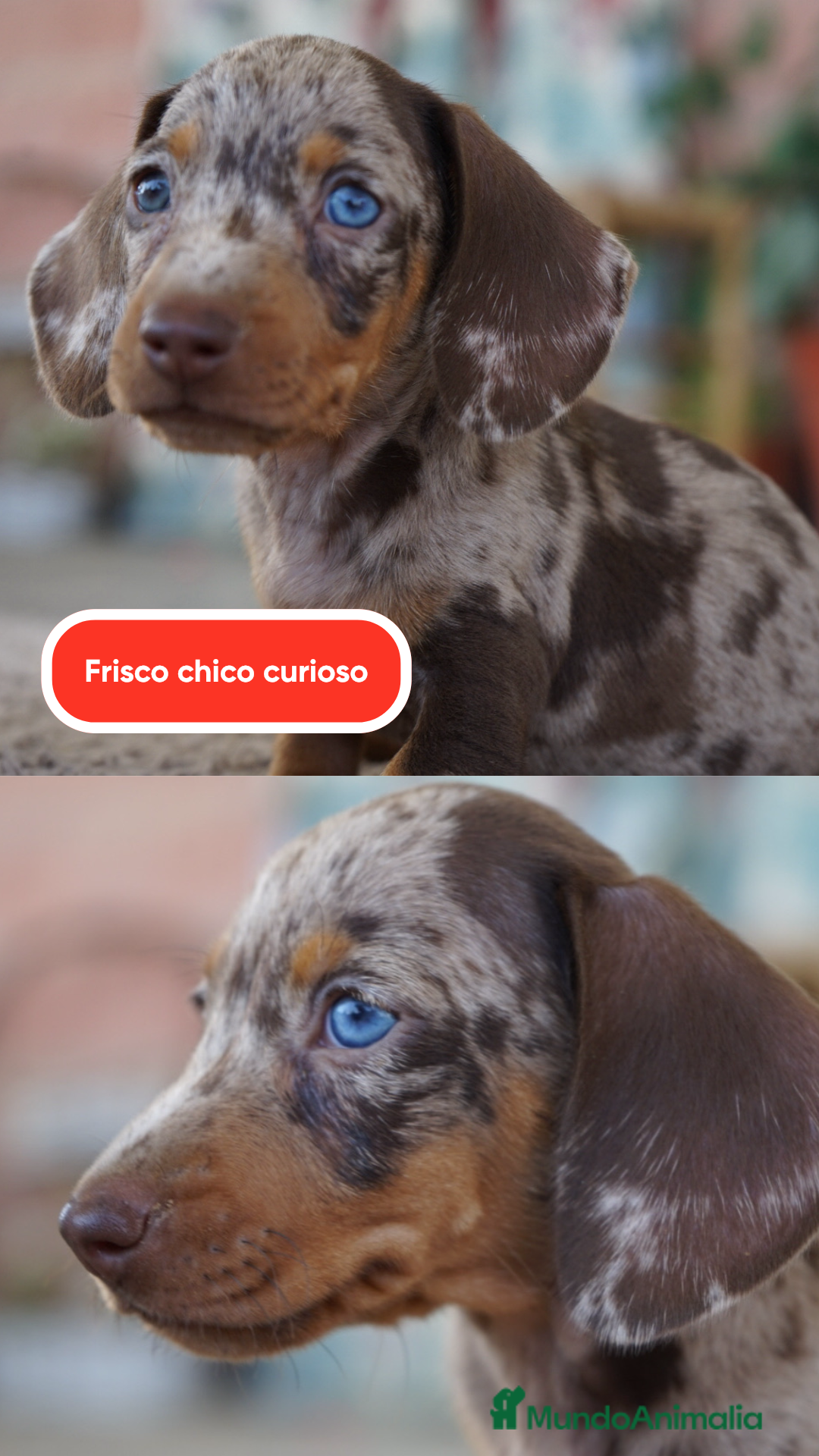 Teckel Miniatura perros en venta: 🌟 Frisco – Dulzura y elegancia en miniatura 🌟 - Imagen 3