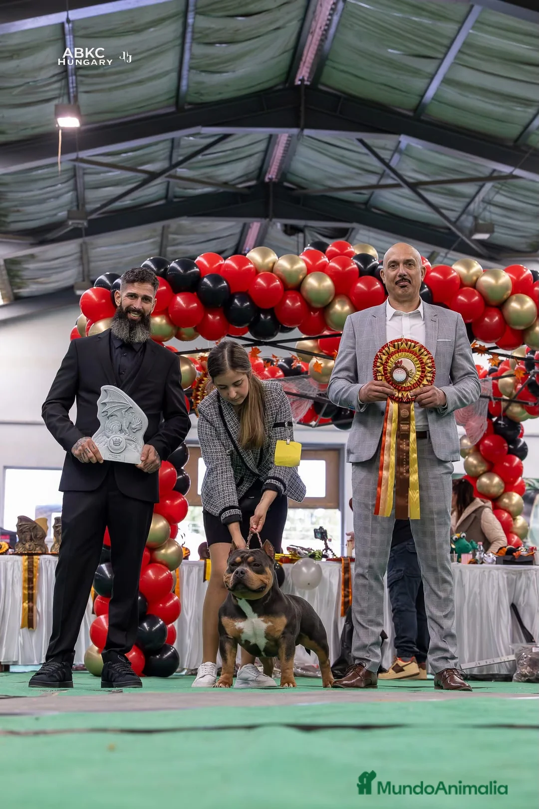 American Bully perros para monta: ABIERTO A MONTAS MACHO DE AMERICAN BULLY POCKET en Cantabria - Anuncio 3