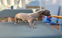 Whippet perros en venta: Whippet VERDINO  - Imagen 8