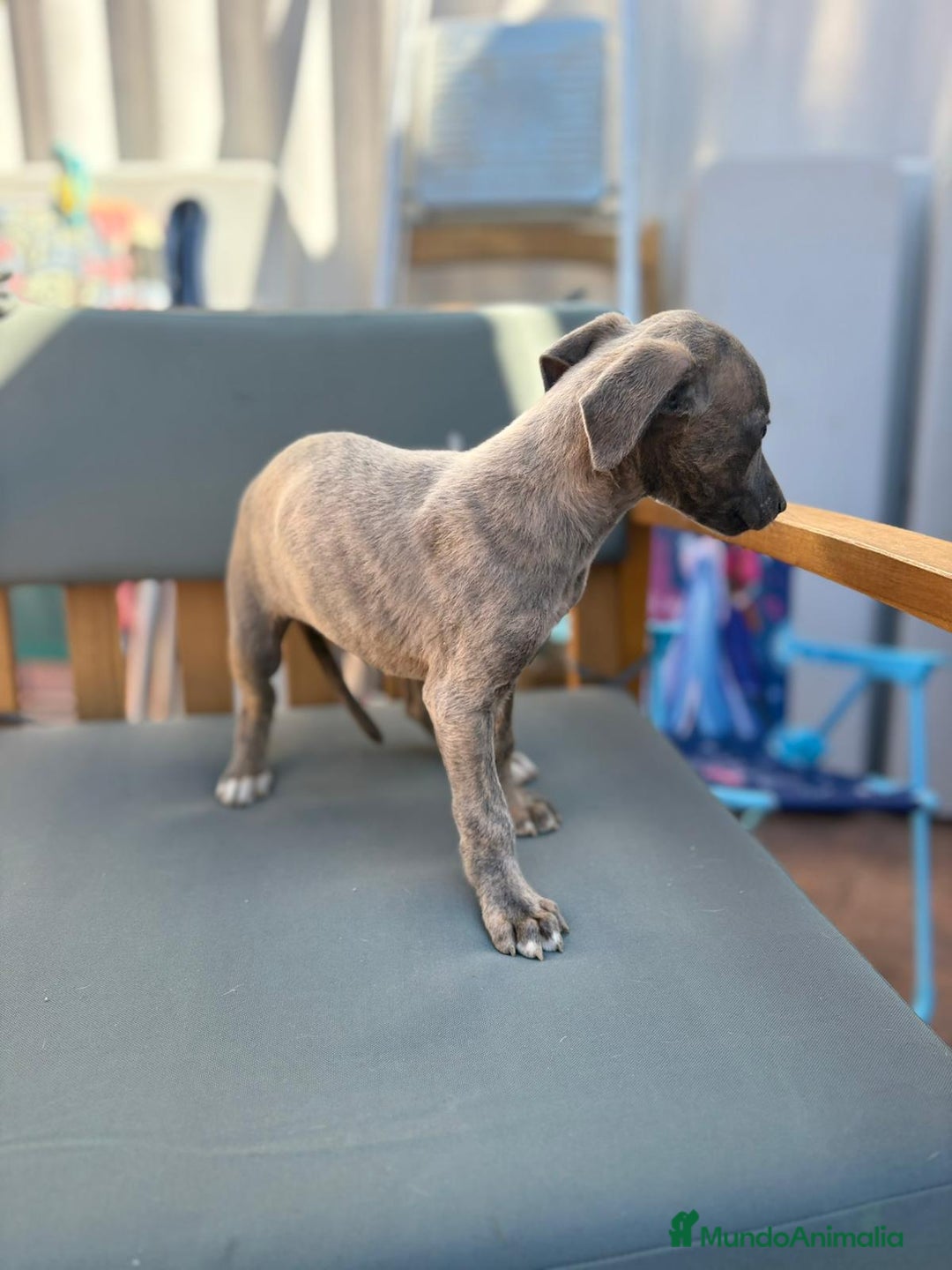 Whippet perros en venta: Whippet VERDINO  - Imagen 8