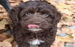 Perro de Agua Español perros en venta: PERRO DE AGUA - Imagen 3