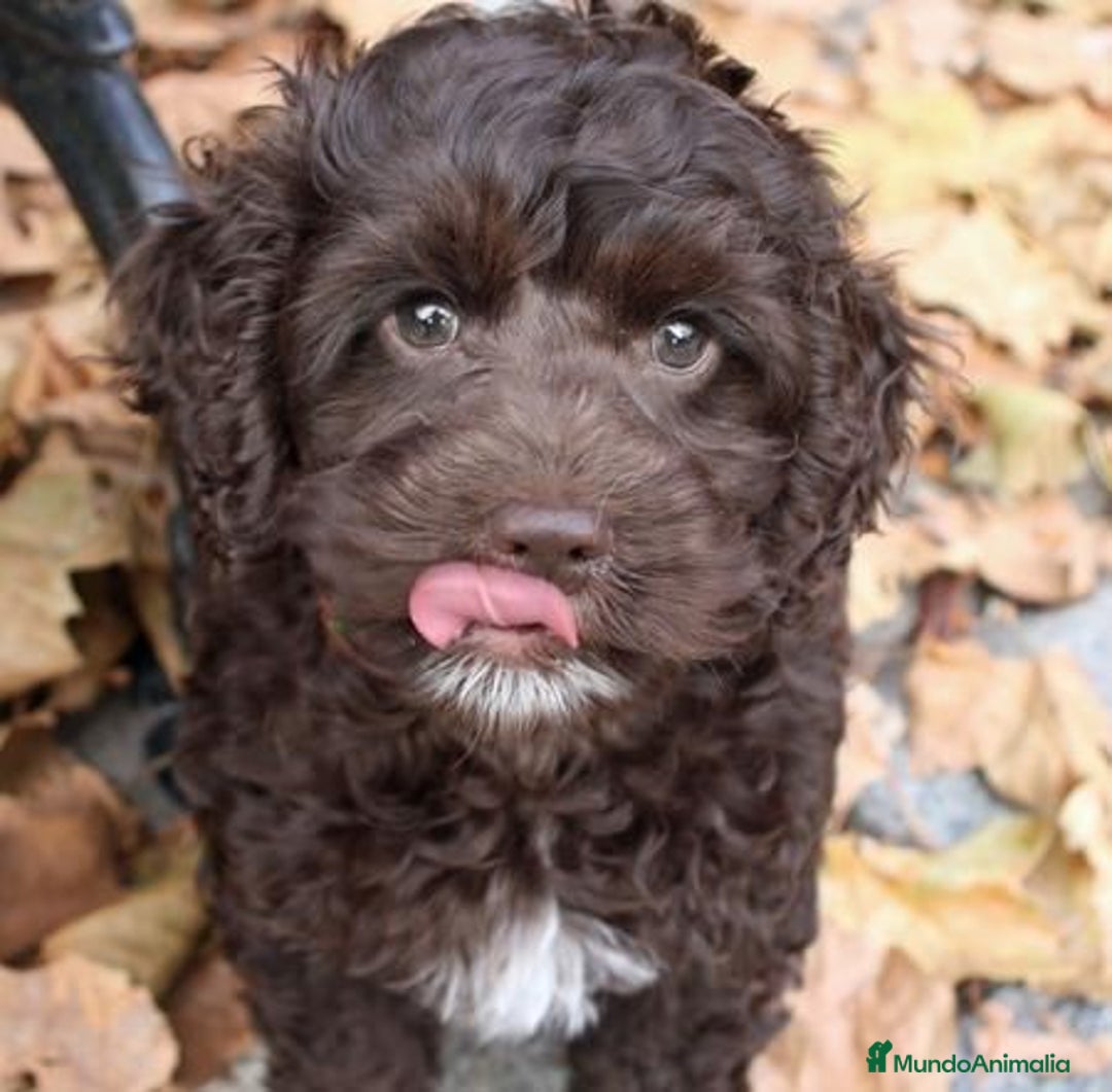 Perro de Agua Español perros en venta: PERRO DE AGUA - Imagen 3