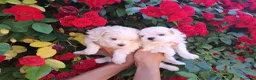 Bichón Maltés perros en venta: Bichon maltes  - Anuncio 2