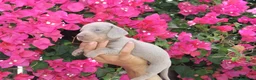 Teckel Miniatura perros en venta: Teckels Miniatura#Calidad, seriedad y seguimiento - Anuncio 1