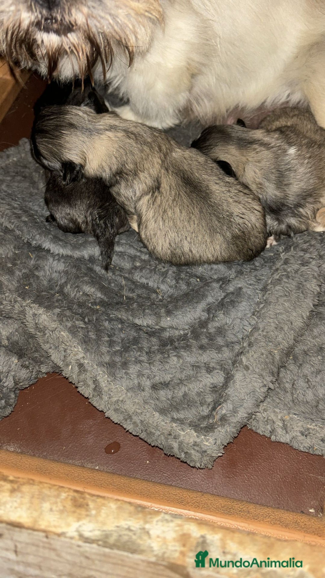 Shih Tzu perros en venta: SHIH TZU nueva camada  - Imagen 2