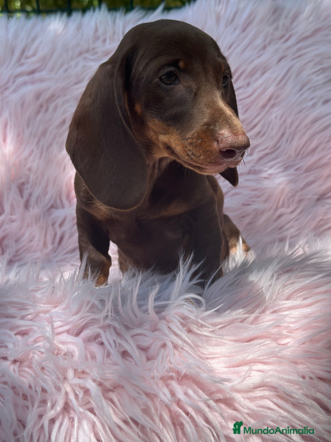 Teckel Miniatura perros en venta: TECKEL MINIATURA CAMADA DISPONIBLE - Imagen 14