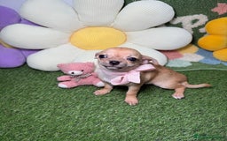 Chihuahua perros en venta: Chihuahuas Macho y Hembra Toy Canela - Imagen 4