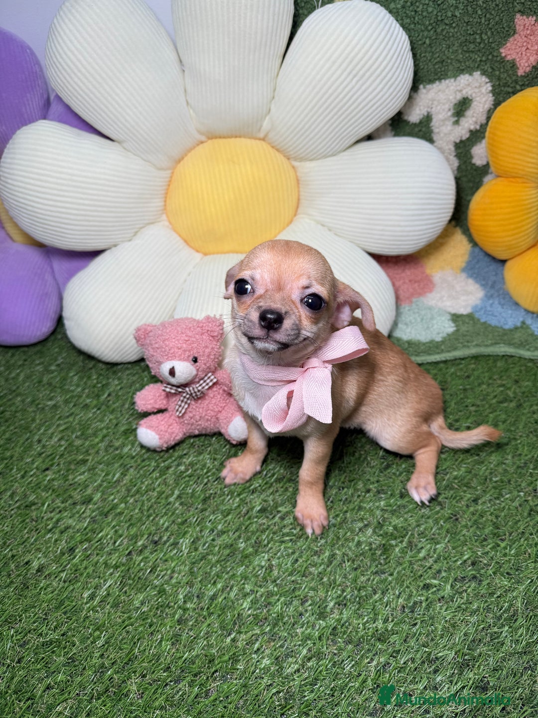 Chihuahua perros en venta: Chihuahuas Macho y Hembra Toy Canela - Imagen 4
