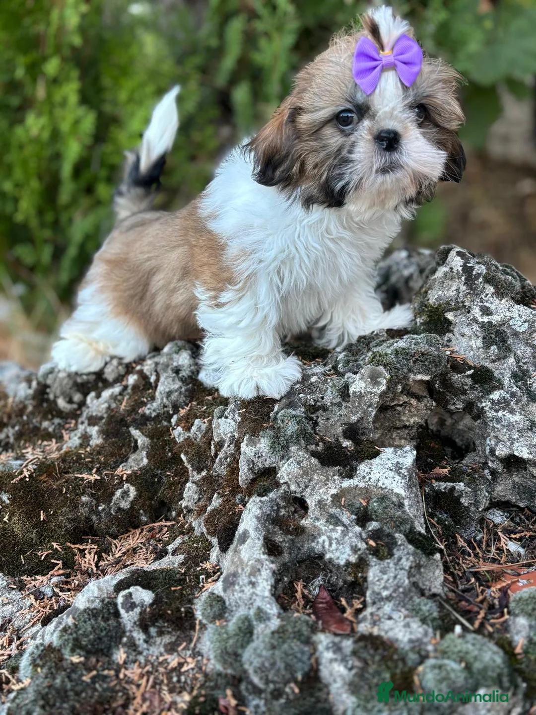 Shih Tzu perros en venta: Shih Tzu hembra disponible !!! - Anuncio 7