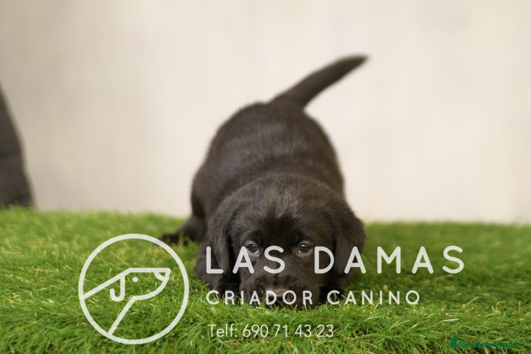 Labrador Retriever perros en venta: Labrador retriever color negro disponibles - Imagen 3
