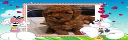 Caniche Toy perros en venta: Caniche toy, oportunidad - Anuncio 2