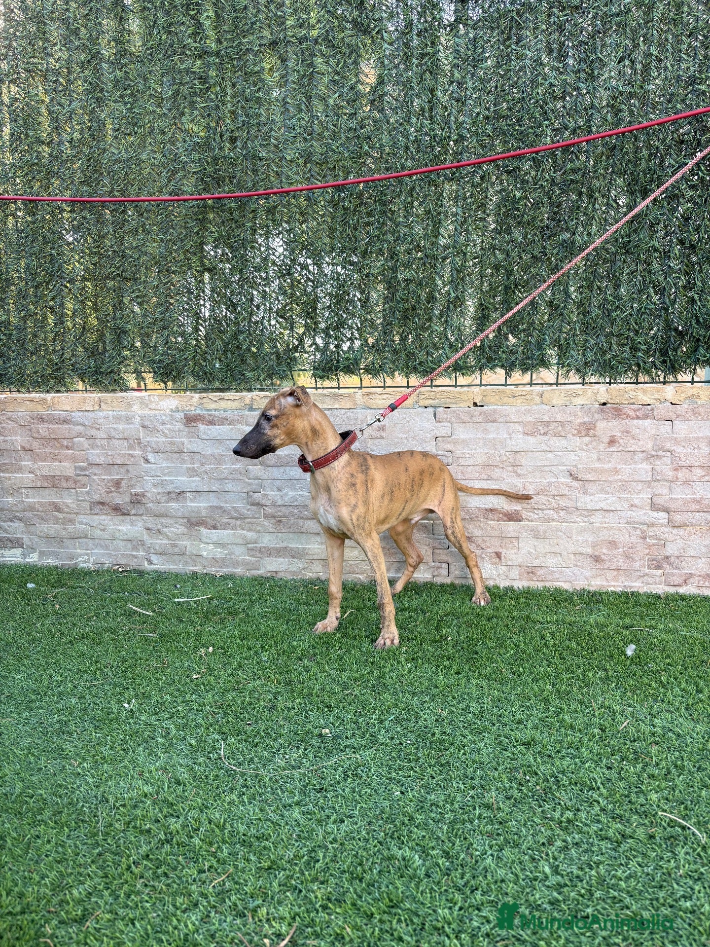 Whippet perros Preciosos whippet - Anuncio 1