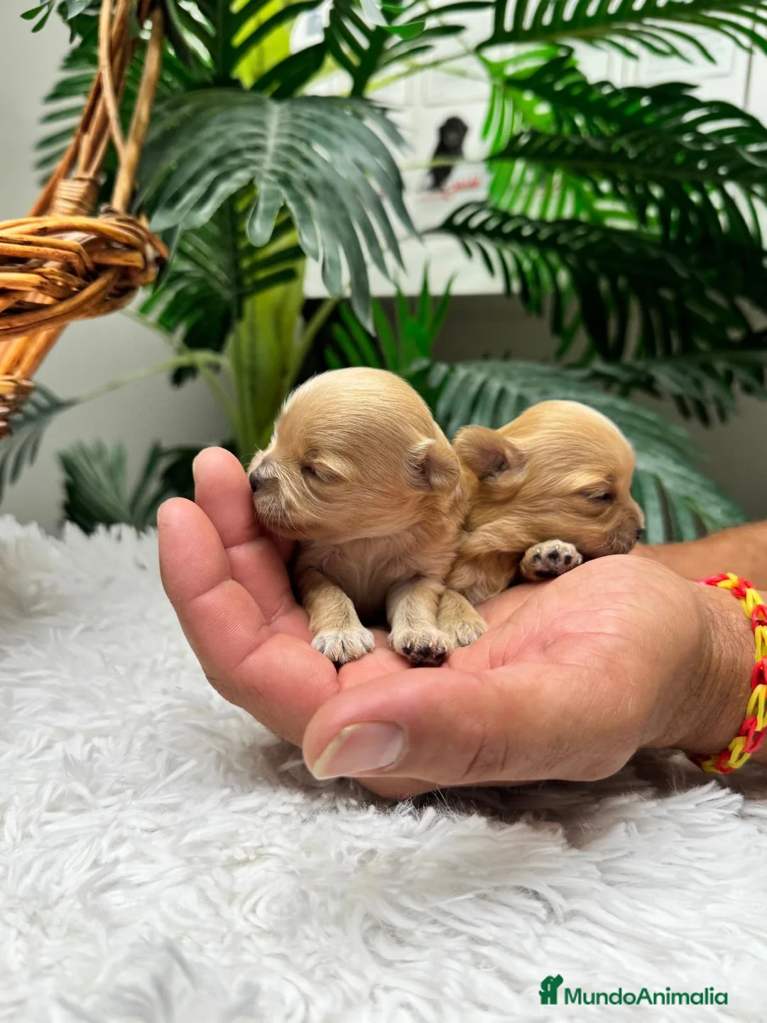 Maltipoo perros en venta: MALTIPOO 100% COREANA  - Anuncio 2