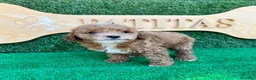 Caniche Toy perros en venta: Caniche toy - Anuncio 2
