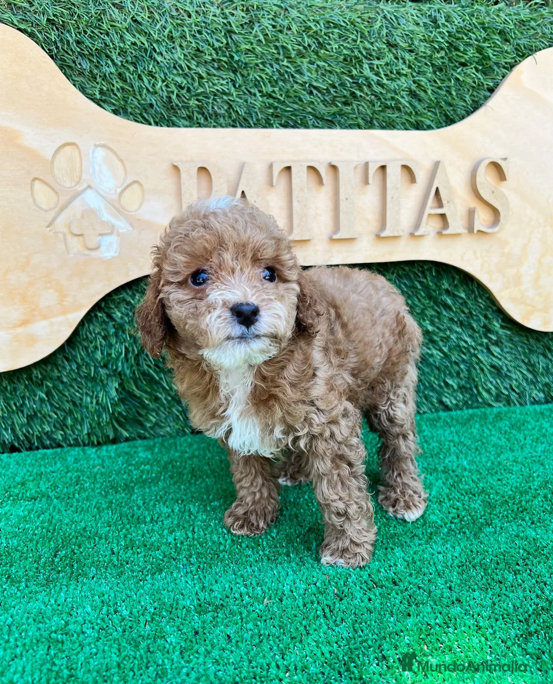 Caniche Toy perros en venta: Caniche toy - Anuncio 2