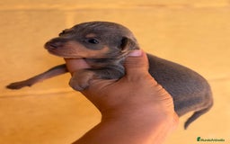 Pinscher Miniatura perros en venta: Pinscher miniatura  - Imagen 10