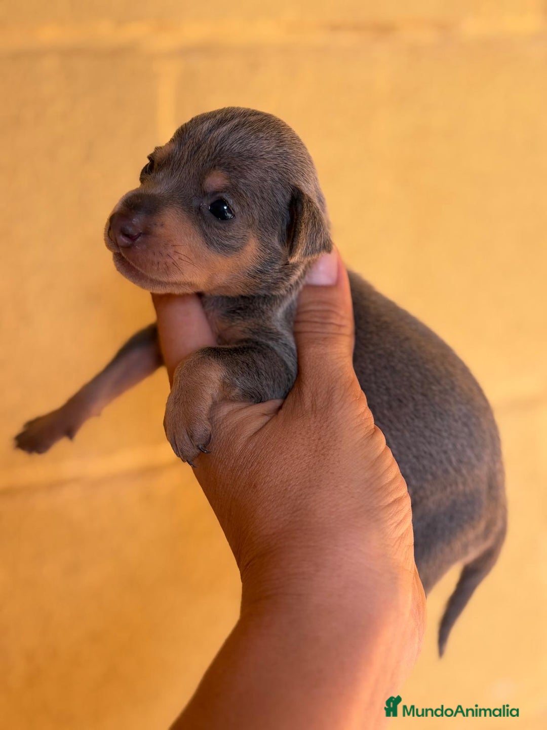 Pinscher Miniatura perros en venta: Pinscher miniatura  - Imagen 10
