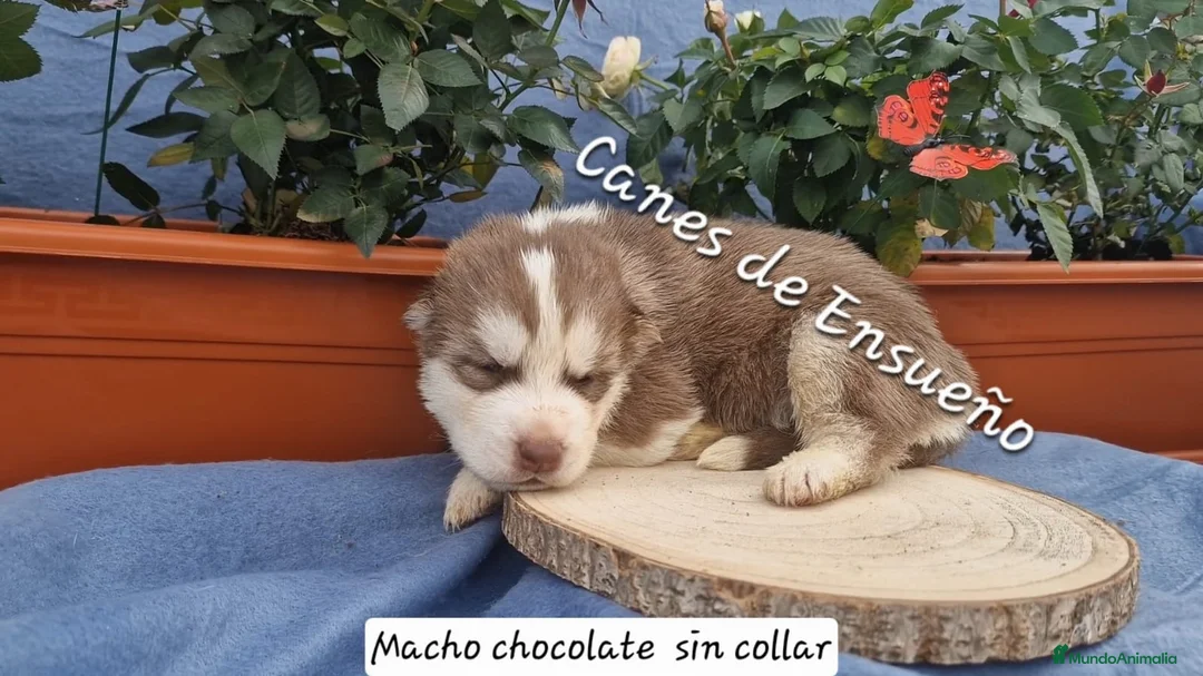 Husky Siberiano perros en venta: Husky siberiano - Anuncio 7