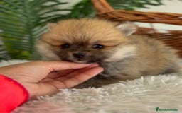 Pomerania perros en venta: POMERANIA HEMBRA - Imagen 2