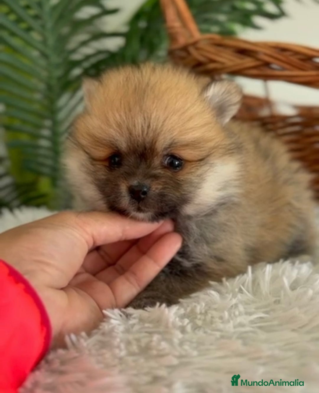 Pomerania perros en venta: POMERANIA HEMBRA - Imagen 2