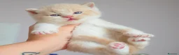 Británico de Pelo Corto gatos en venta: Camada espectacular British Shorthair Pedigree WCF - Anuncio 2