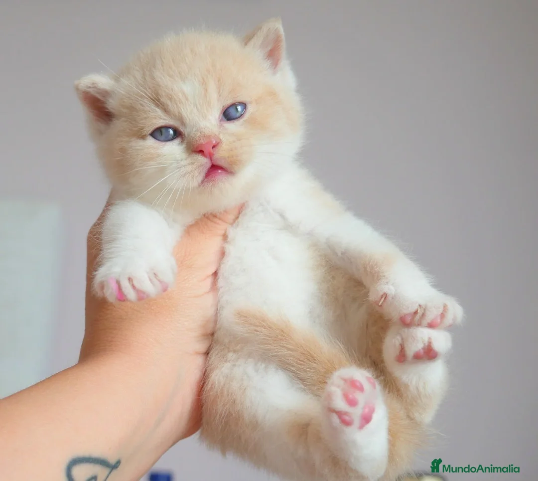 Británico de Pelo Corto gatos en venta: Camada espectacular British Shorthair Pedigree WCF - Anuncio 2