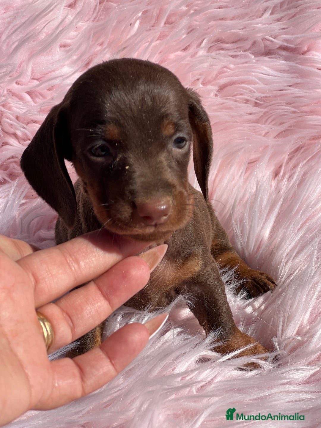 Teckel Miniatura perros en venta: Teckel Kaninchen Chocó - Imagen 1