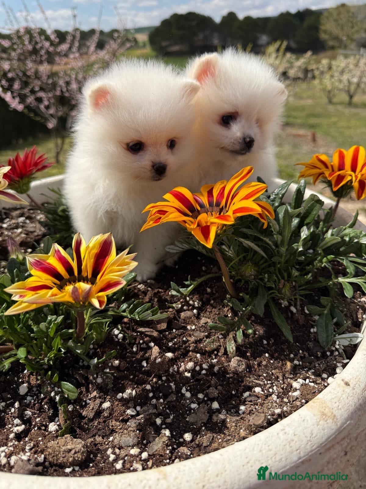 Pomerania perros Pomerania toy muy pequeñitos !!! - Anuncio 1