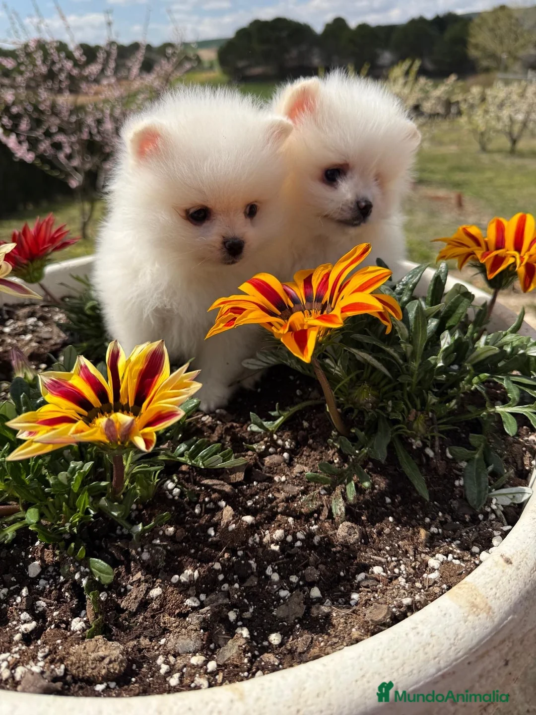 Pomerania perros en venta: Pomerania toy muy pequeñitos !!! - Anuncio 1