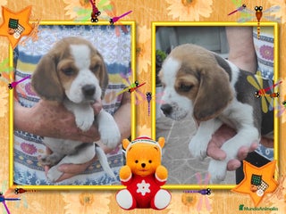 Beagle perros Beagle, precio real - Anuncio 17