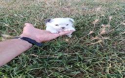 Chihuahua perros en venta: 🐶✨ Cachorros Chihuahua de Línea Exclusiva ✨🐶 - Imagen 20