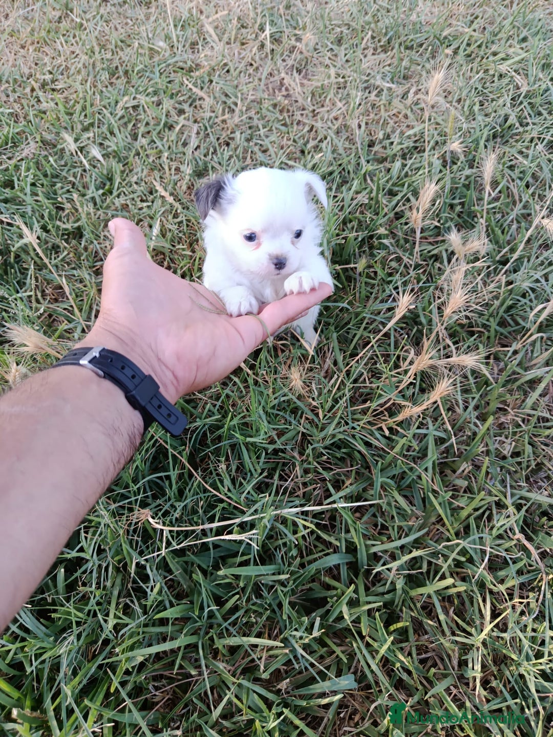 Chihuahua perros en venta: 🐶✨ Cachorros Chihuahua de Línea Exclusiva ✨🐶 - Imagen 20