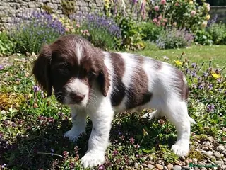 English Springer Spaniel perros Springer - Anuncio 1