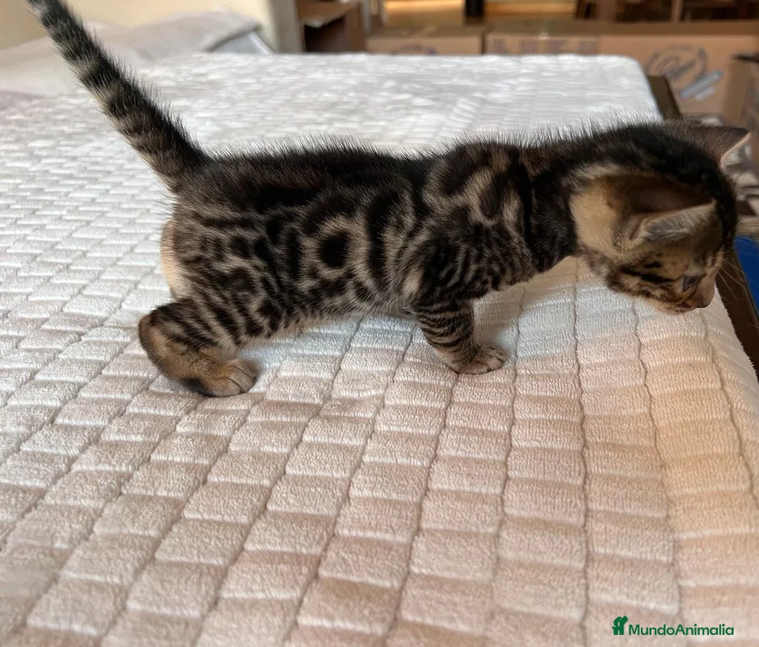 Bengalí gatos en venta: IMPRESIONANTES GATOS BENGALÍS en Madrid - Anuncio 2