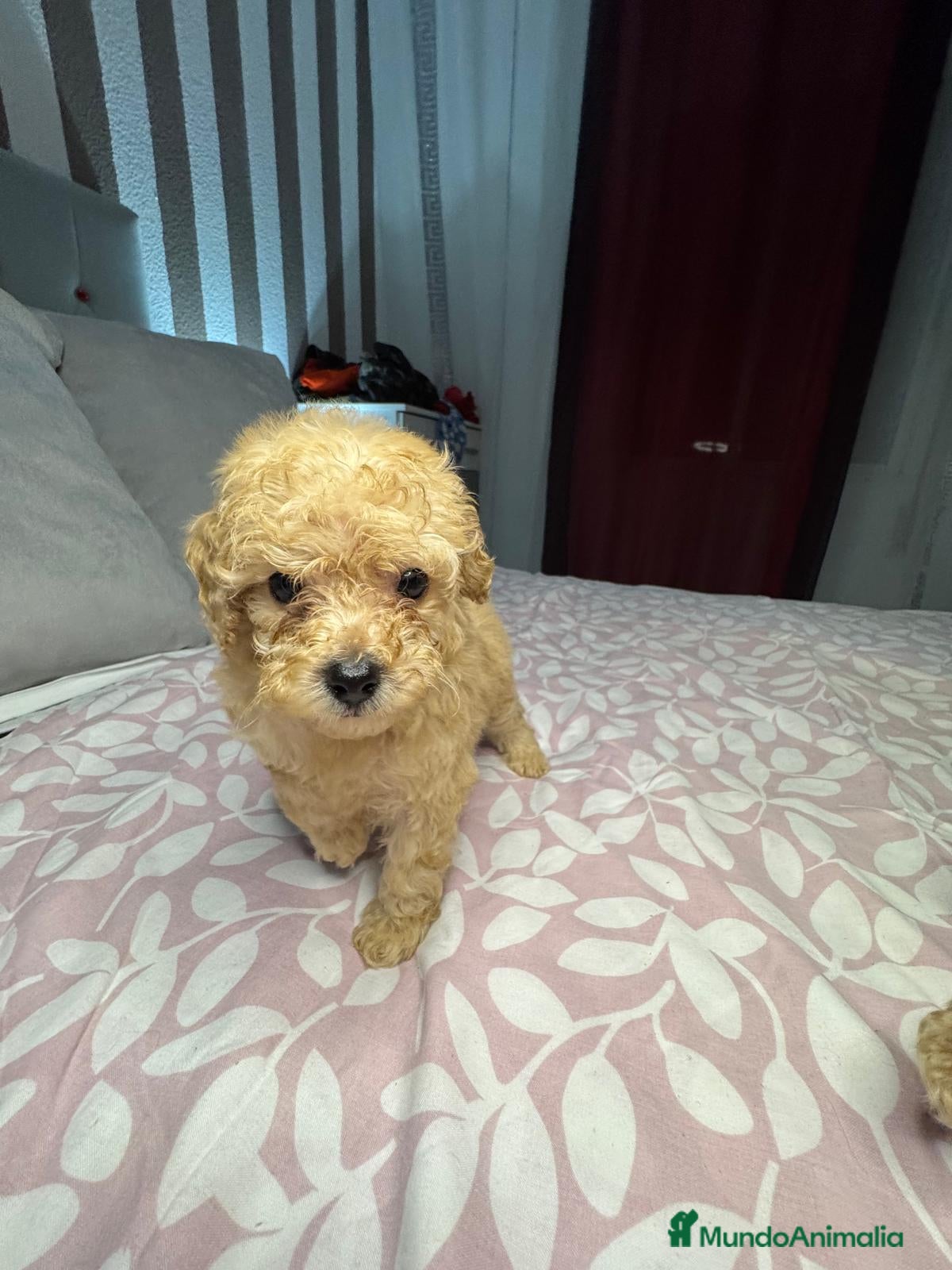 Caniche Toy perros en venta: Ultimas 2 hembras de caniche toy apricot!! - Anuncio 4