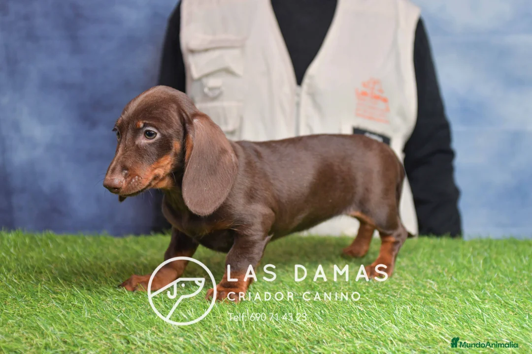 Teckel perros en venta: Cachorros de teckel disponibles - Anuncio 7