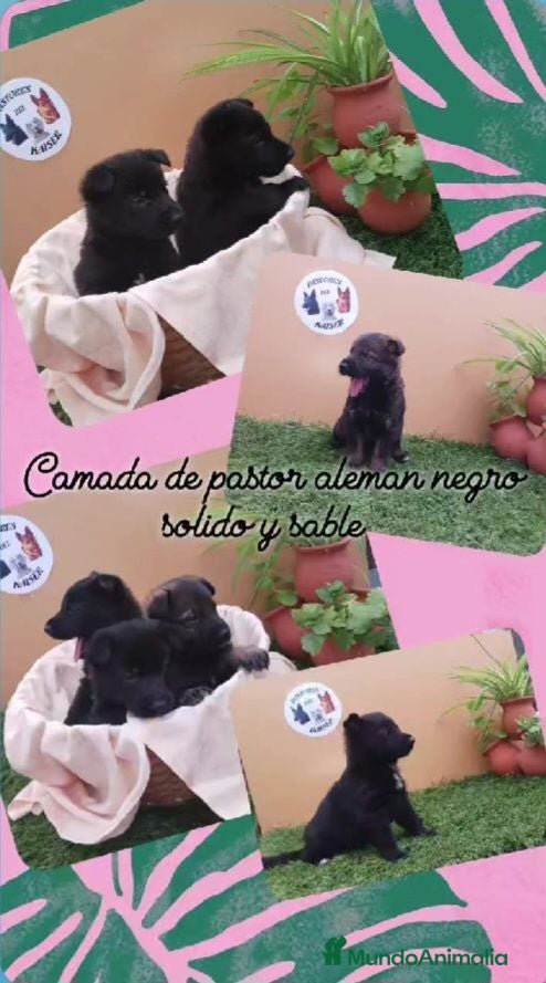 Pastor Alemán perros Pastor  aleman  negro solido - Anuncio 1