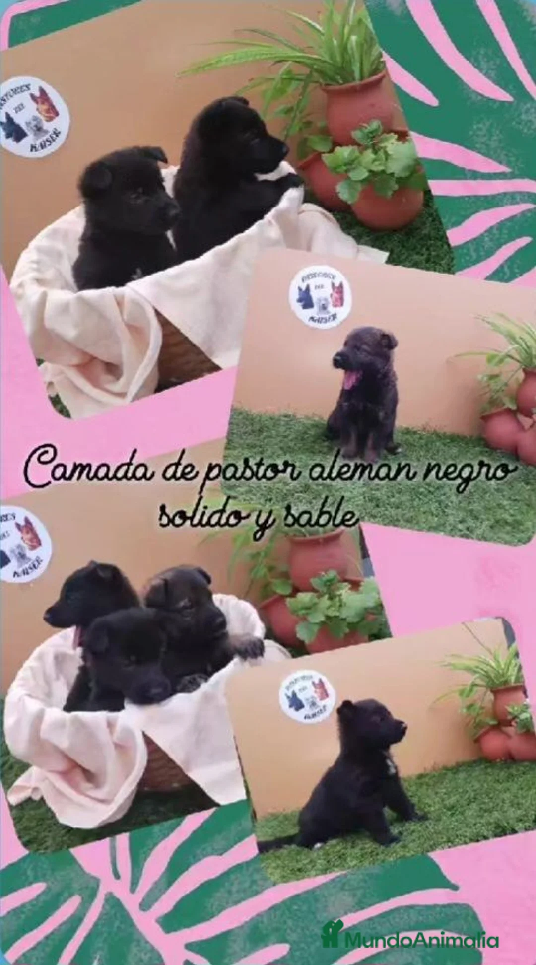 Pastor Alemán perros en venta: Pastor  aleman  negro solido - Anuncio 1